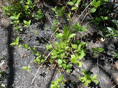 Hydrangea quercifolia