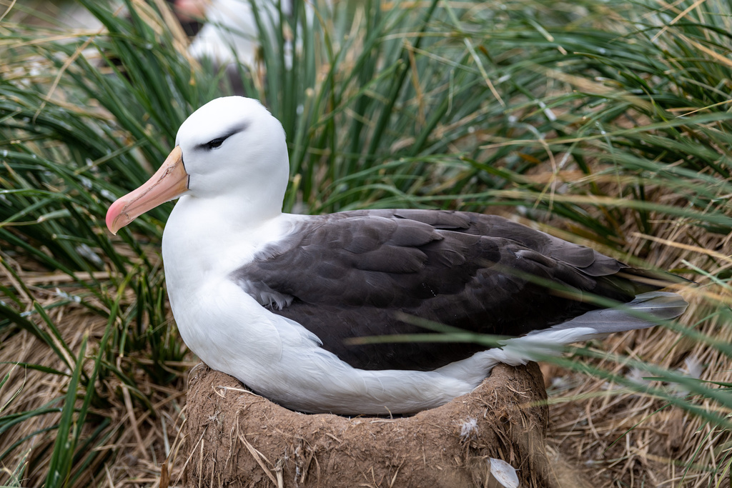 Black-browed Albatross photo