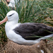 Mustakulma-Albatrossi - Photo (c) aeb95f, osa oikeuksista pidätetään (CC BY-NC)