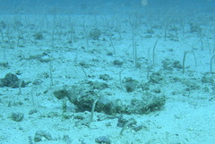 Dusky Garden Eel photo 5