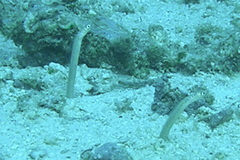 Dusky Garden Eel photo 4