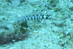 Parapercis tetracantha