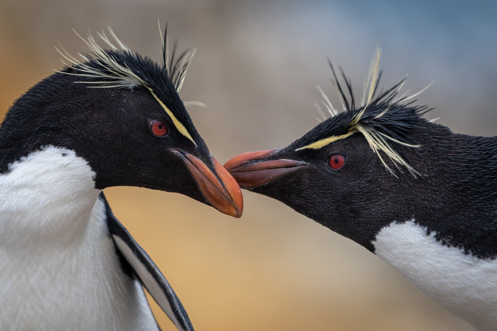 Crested Penguins