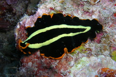 Pseudoceros dimidiatus