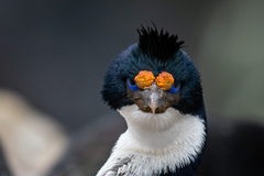 Imperial Shag photo 5