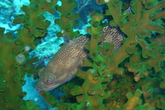 Epinephelus ongus