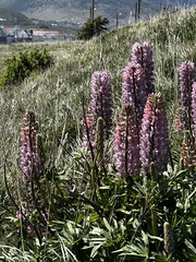 Lupinus polyphyllus