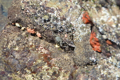 Grapsus tenuicrustatus