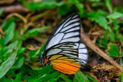 Prioneris clemanthe