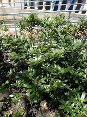Prunus laurocerasus