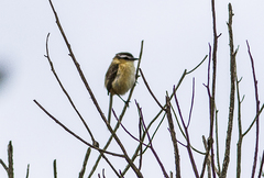 Culicivora caudacuta
