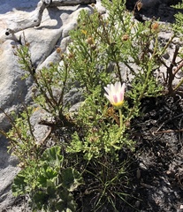 Arctotis aspera aspera