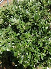 Prunus laurocerasus