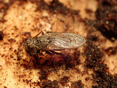 Lispocephala alma