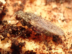 Lispocephala alma