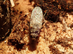 Lispocephala alma