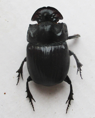 Copris denticulatus