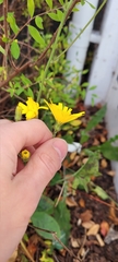 Hieracium glaucinum similatum