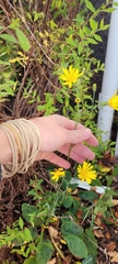 Hieracium glaucinum similatum