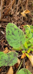 Hieracium glaucinum similatum