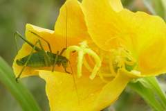 Anisophya punctinervis