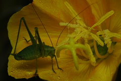 Anisophya punctinervis