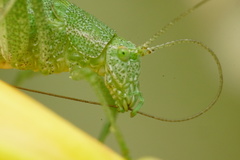 Anisophya punctinervis