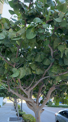 Magnoliopsida