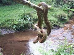 Ophryacus smaragdinus