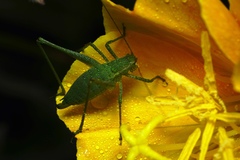 Anisophya punctinervis