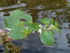 Ludwigia helminthorrhiza