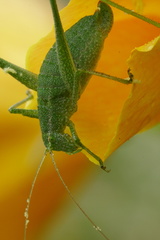 Anisophya punctinervis