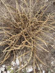 Baccharis pteronioides