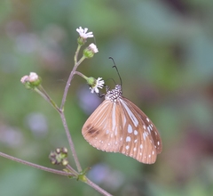 Parantica nilgiriensis