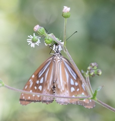Parantica nilgiriensis