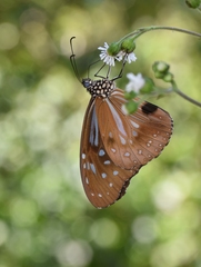 Parantica nilgiriensis