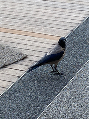 Corvus cornix