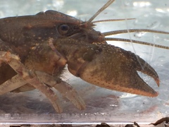 Cambarus striatus