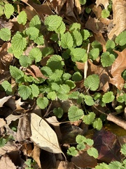 Lamium purpureum