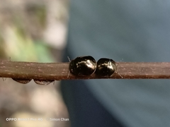 Brachyplatys subaeneus