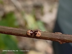 Brachyplatys subaeneus