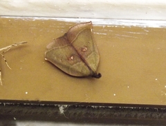 Lepidoptera