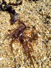 Chondracanthus chamissoi