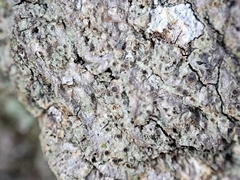 Rinodina pachysperma