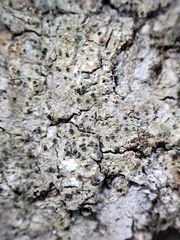 Rinodina pachysperma