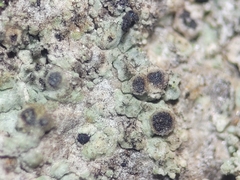 Rinodina pachysperma