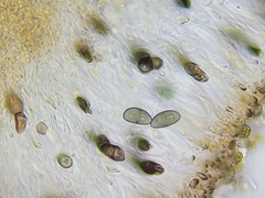 Rinodina pachysperma