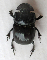 Copris denticulatus