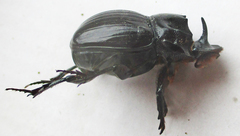 Copris denticulatus