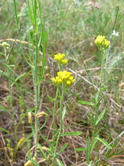 Achillea micrantha